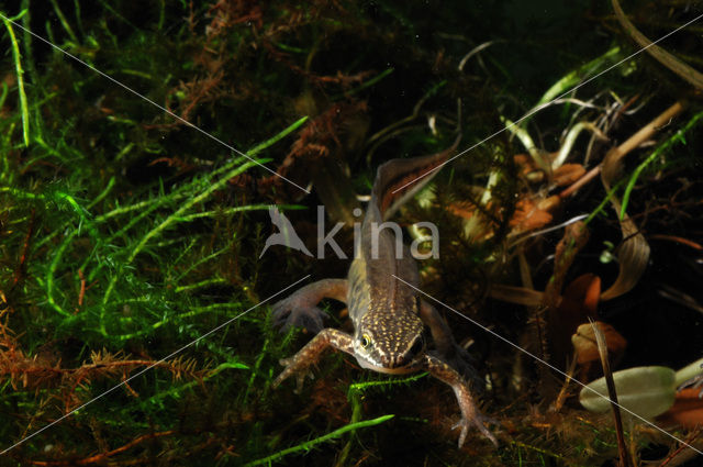 Vinpootsalamander (Lissotriton helveticus)