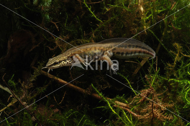 Vinpootsalamander (Lissotriton helveticus)