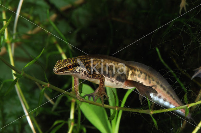 Vinpootsalamander (Lissotriton helveticus)