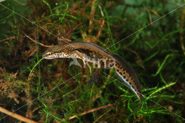 Vinpootsalamander (Lissotriton helveticus)