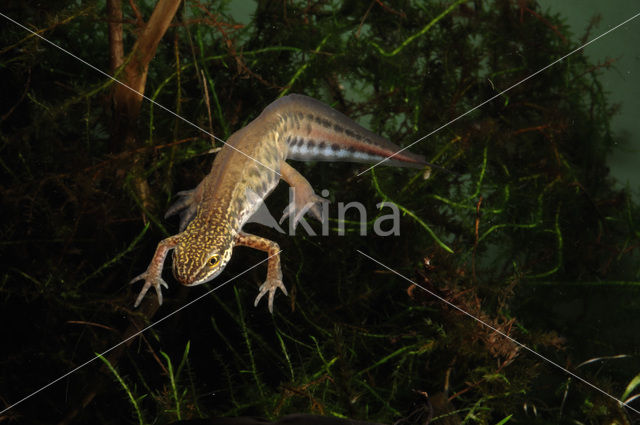 Vinpootsalamander (Lissotriton helveticus)