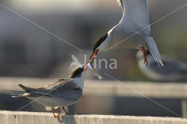 Common Tern (Sterna hirundo)