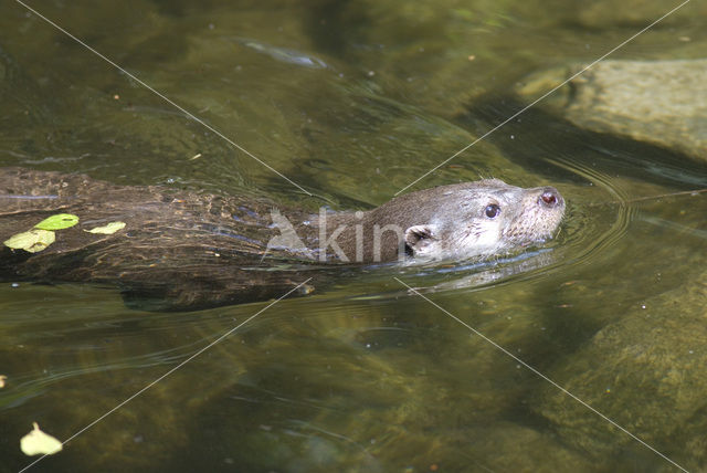 European Otter (Lutra lutra)