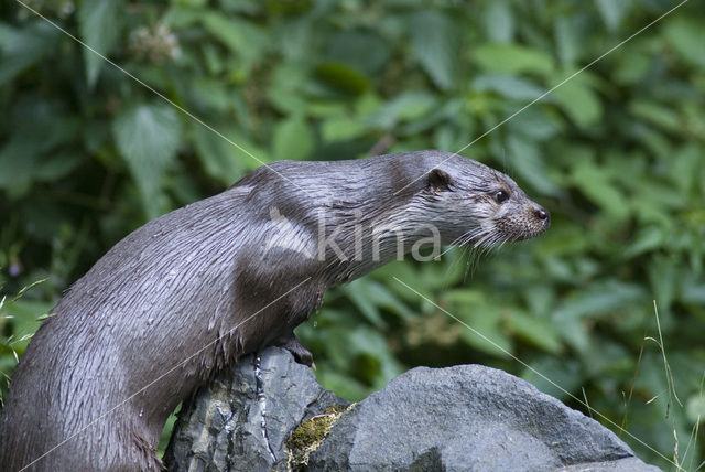 European Otter (Lutra lutra)