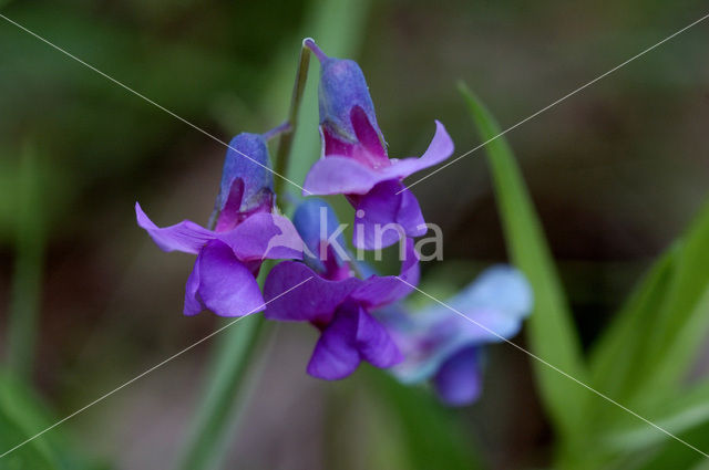 spring pea (Lathyrus vernus)