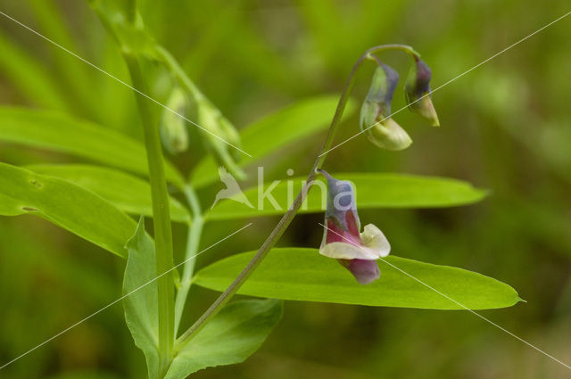 spring pea (Lathyrus vernus)