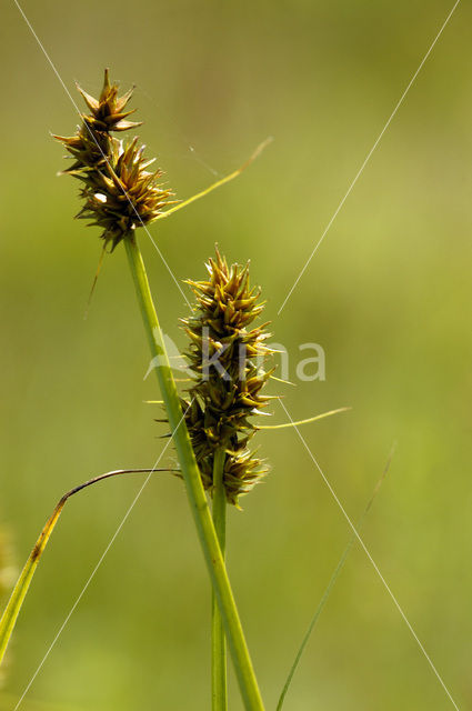 True Fox-sedge (Carex vulpina)