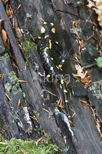 Vuursalamander (Salamandra salamandra)