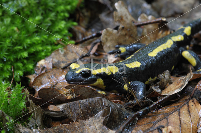 Vuursalamander (Salamandra salamandra)