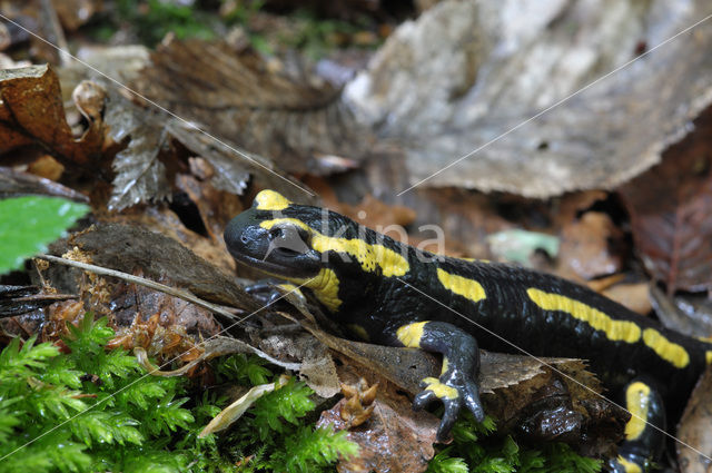 Vuursalamander (Salamandra salamandra)