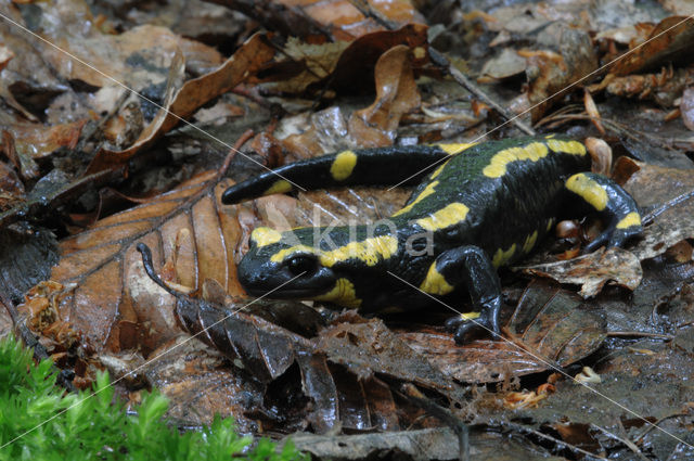 Vuursalamander (Salamandra salamandra)