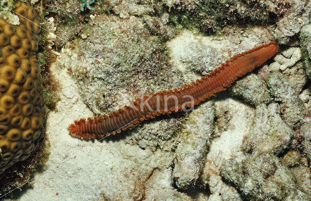 Vuurworm (Hermodice carunculata)