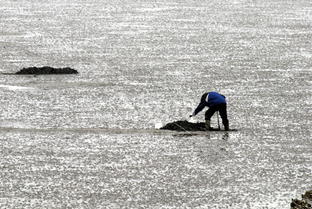 Waddensea