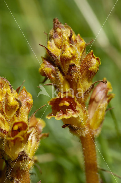 Walstrobremraap (Orobanche caryophyllacea)