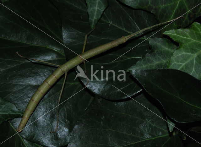 Indian stick insect (Carausius morosus)