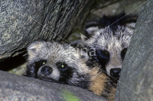 Raccoon Dog (Nyctereutes procyonoides)