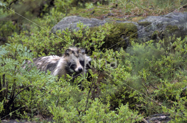 Raccoon Dog (Nyctereutes procyonoides)