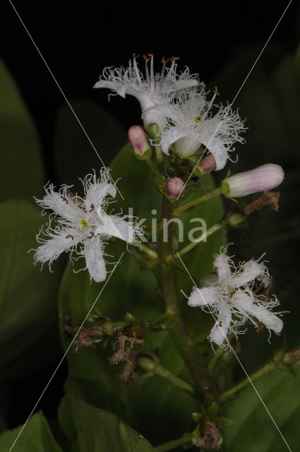 common buckbean (Menyanthes trifoliata)