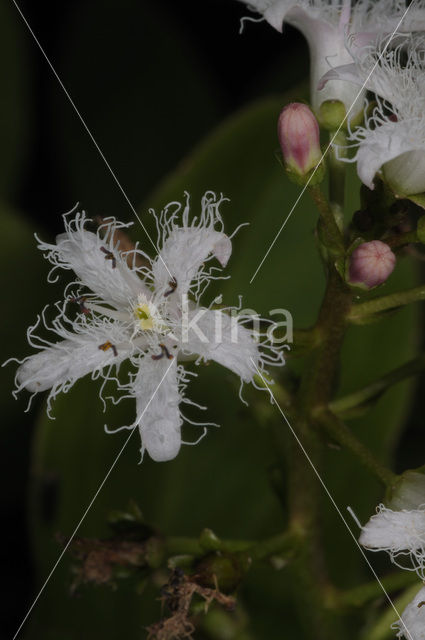 common buckbean (Menyanthes trifoliata)