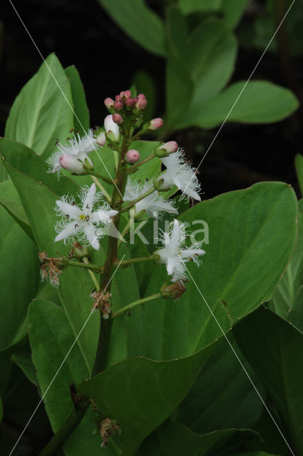 common buckbean (Menyanthes trifoliata)