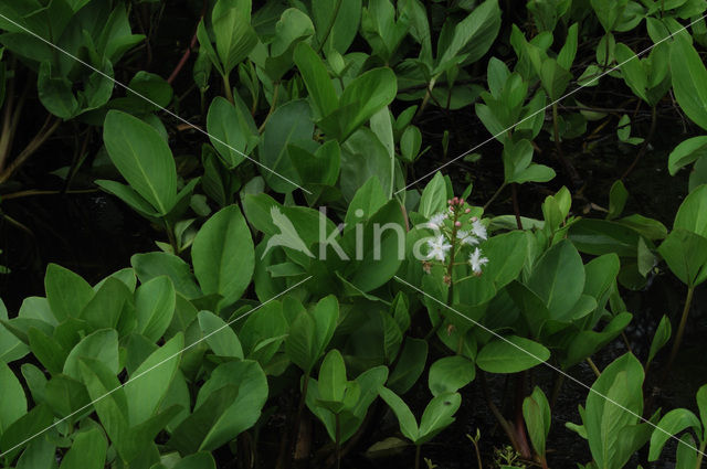 common buckbean (Menyanthes trifoliata)