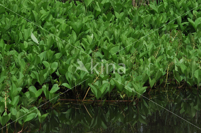 common buckbean (Menyanthes trifoliata)