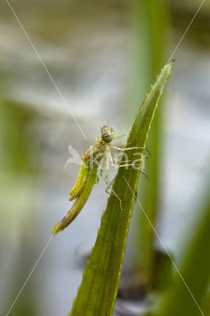 Damselfly (Coenagrion sp.)