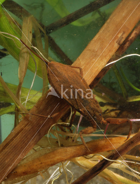 Waterscorpion (Nepa cinerea)