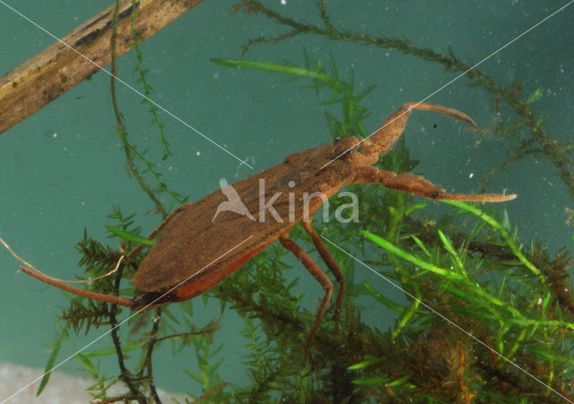 Waterschorpioen (Nepa cinerea)