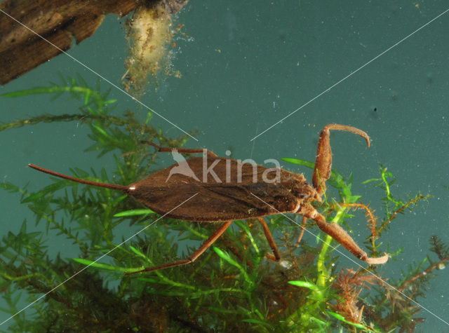 Waterschorpioen (Nepa cinerea)