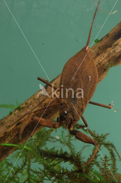 Waterschorpioen (Nepa cinerea)