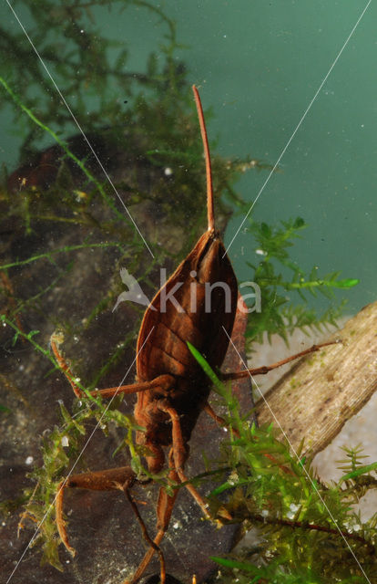 Waterschorpioen (Nepa cinerea)