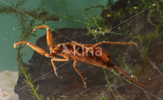 Waterschorpioen (Nepa cinerea)