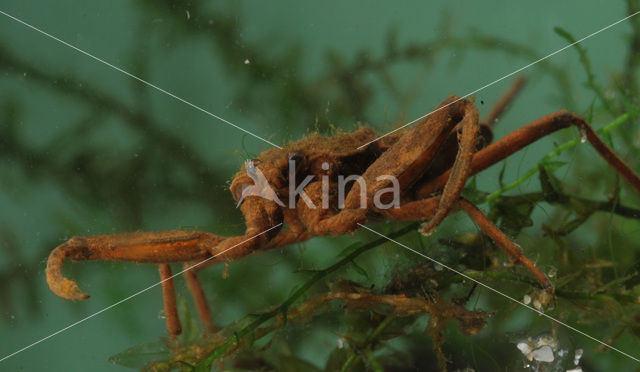 Waterschorpioen (Nepa cinerea)