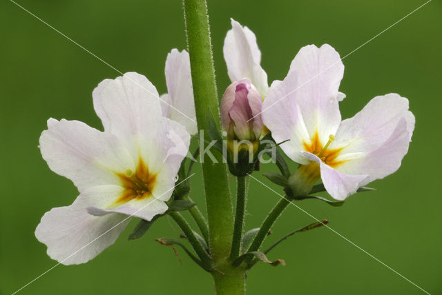 Waterviolet (Hottonia palustris)