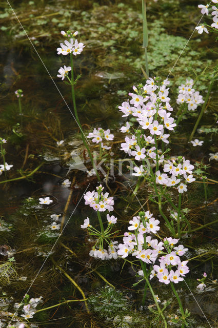 Waterviolet (Hottonia palustris)