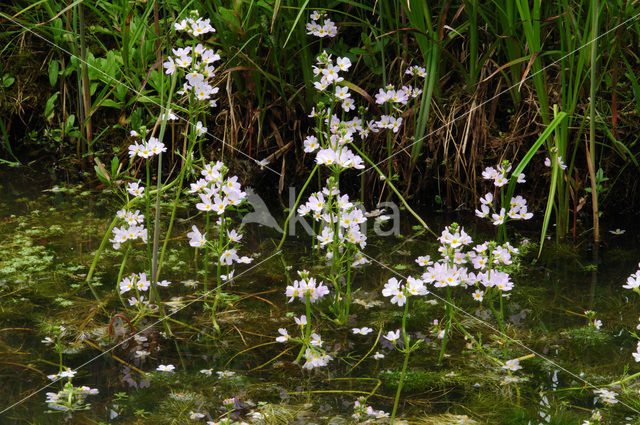 Waterviolet (Hottonia palustris)