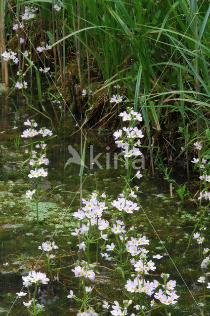 Waterviolet (Hottonia palustris)