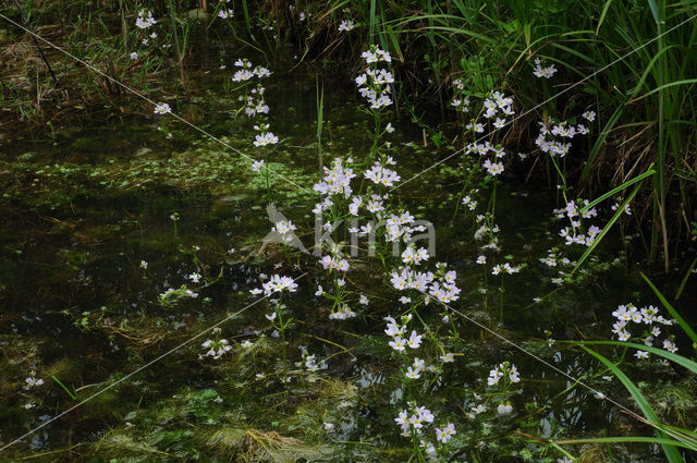 Waterviolet (Hottonia palustris)