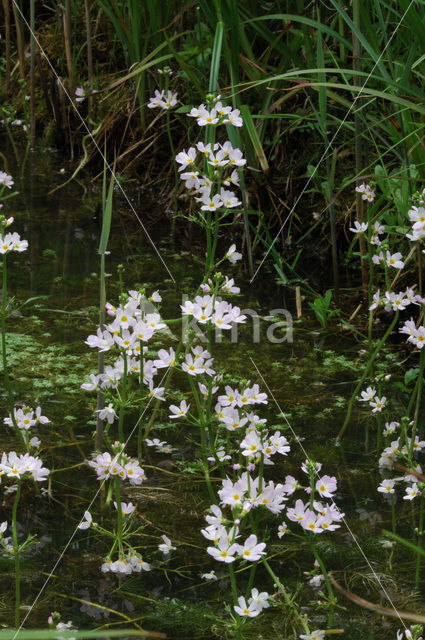 Waterviolet (Hottonia palustris)