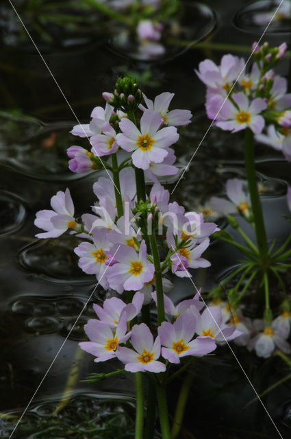 Waterviolet (Hottonia palustris)