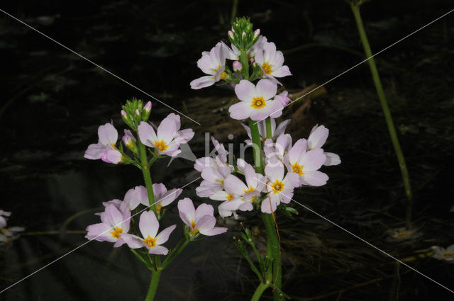 Waterviolet (Hottonia palustris)