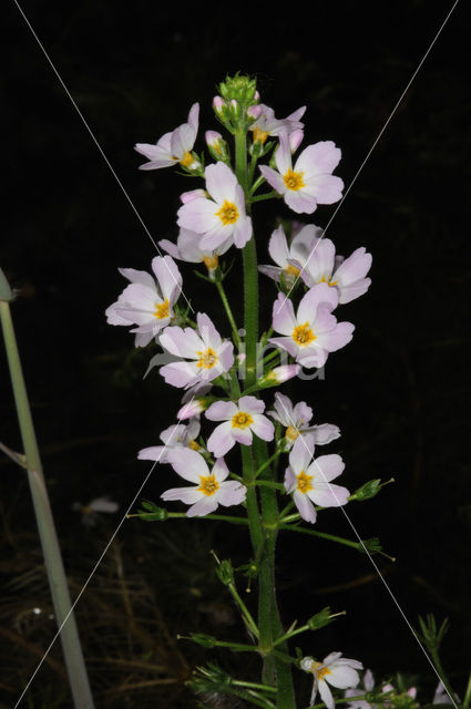 Waterviolet (Hottonia palustris)