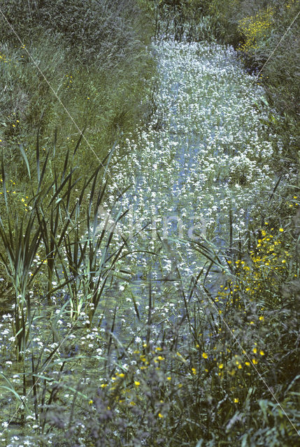 Waterviolet (Hottonia palustris)