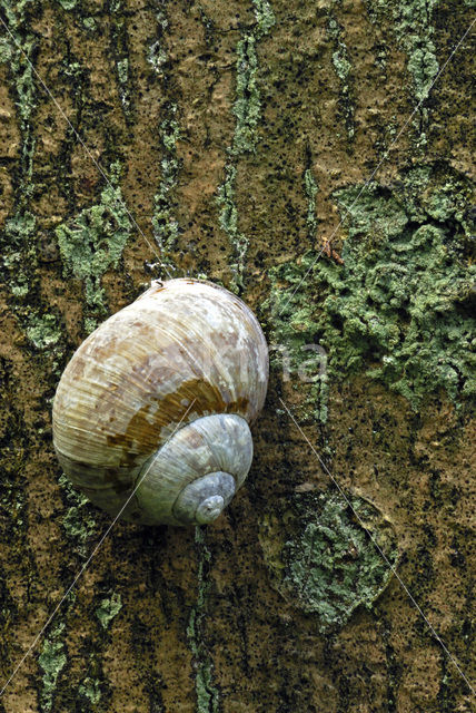 Wijngaardslak (Helix pomatia)