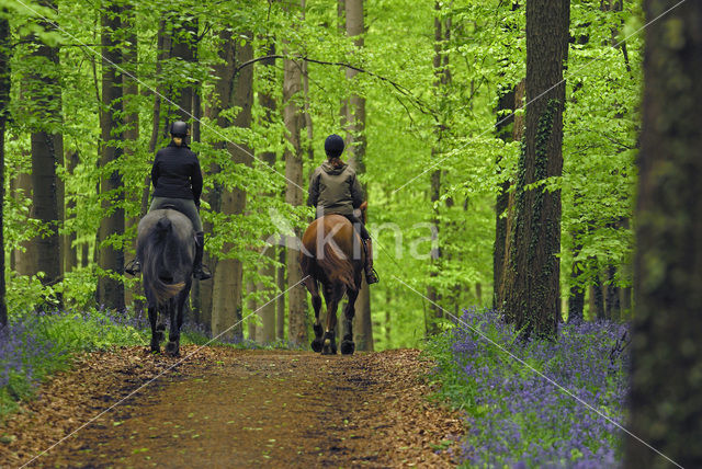 Bluebell (Scilla non-scripta)