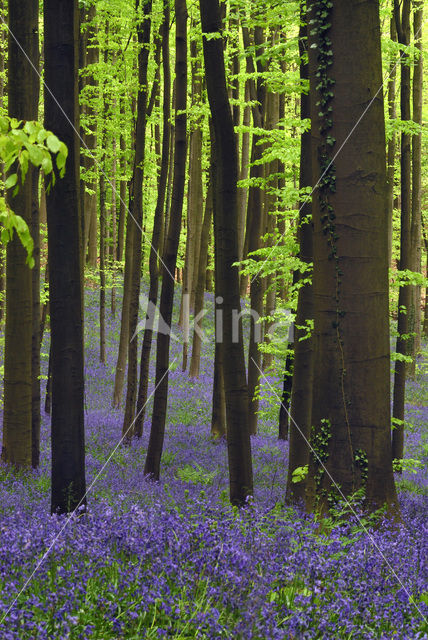Bluebell (Scilla non-scripta)
