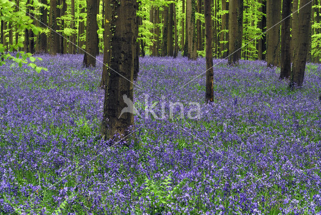 Bluebell (Scilla non-scripta)