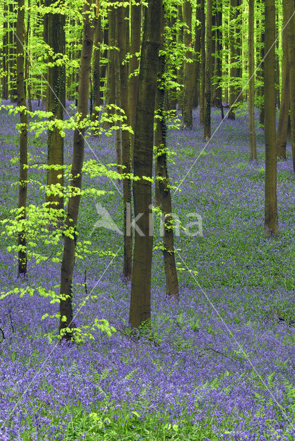 Bluebell (Scilla non-scripta)