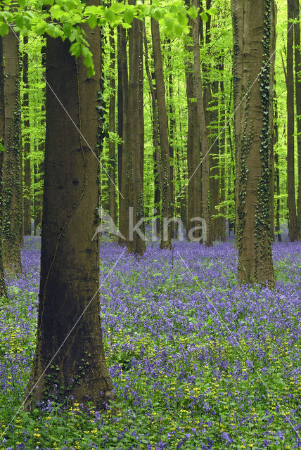 Bluebell (Scilla non-scripta)
